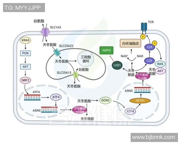 拉波尔特的传奇人生与科学探索之旅：从基础研究到前沿技术的启示
